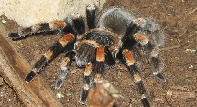 UÇAKTA “TARANTULA” ALARMI !